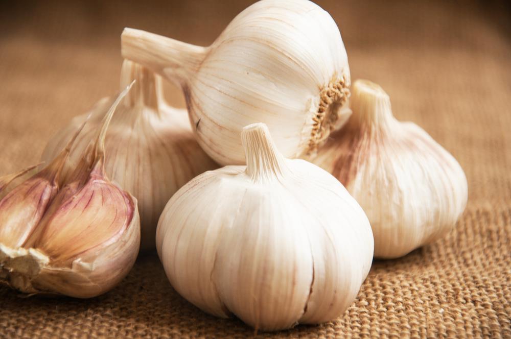 Can Dogs eat Garlic? Safety and Toxicity of Garlic - Dog Carion