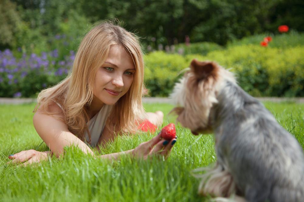 How To Serve Strawberries To Dogs And Puppies