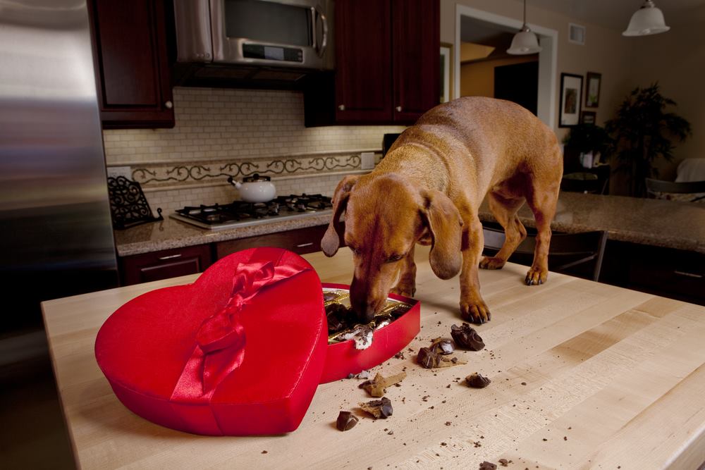 Major Signs Of Chocolate Poisoning In Dogs