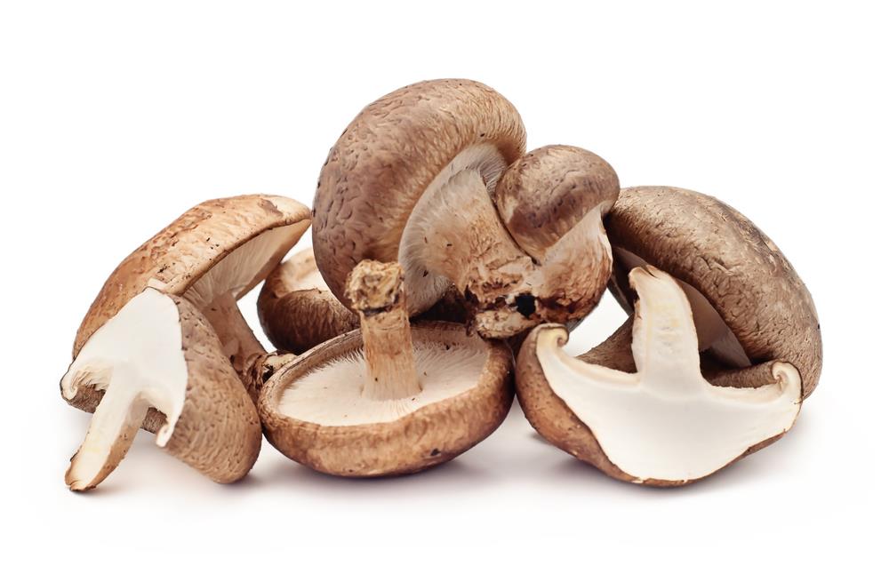 What Kind Of Mushrooms Can Dogs Eat