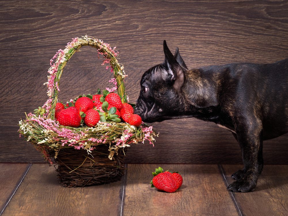 When Are Strawberries Bad For Dogs