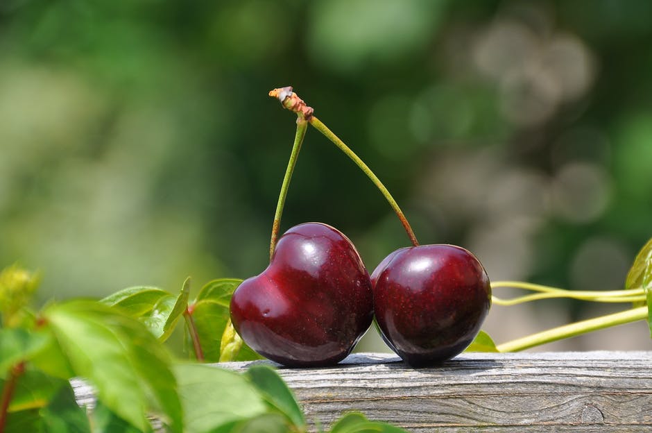 Why Should I Give My Dog Cherries