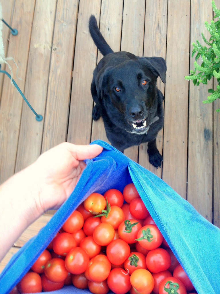 can dogs eat cherries