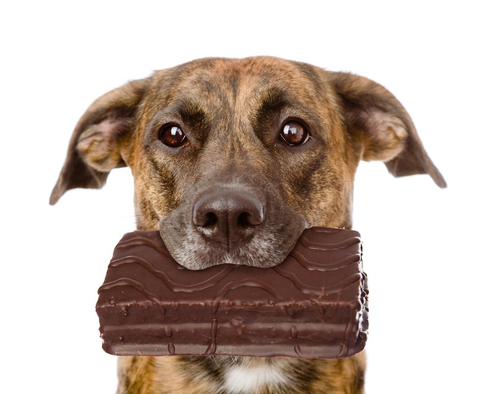 Can Dogs Eat Chocolate Or It S Deadly Treat Dog Carion