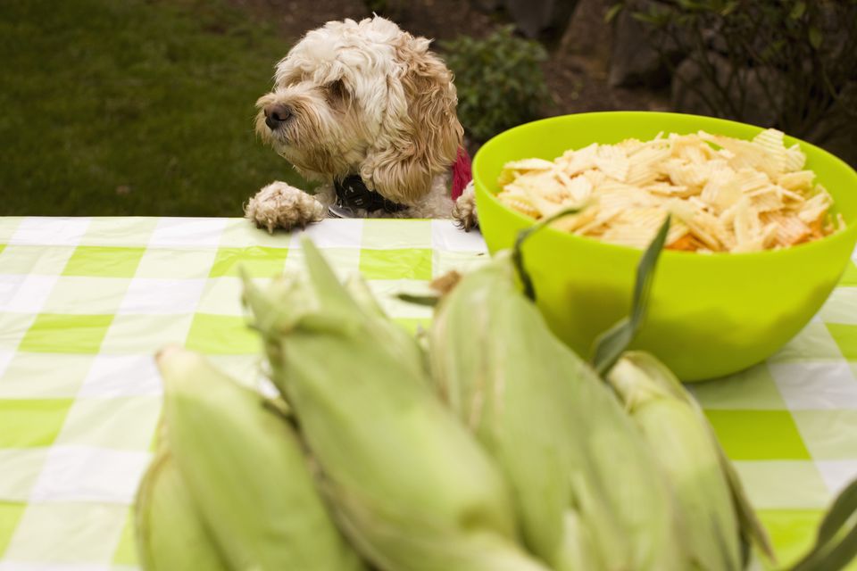 dogs eat corn