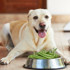 can dogs eat green beans