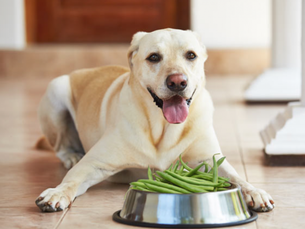 Can Dogs Eat Green Beans? Are Green Beans Safe For dogs To ...