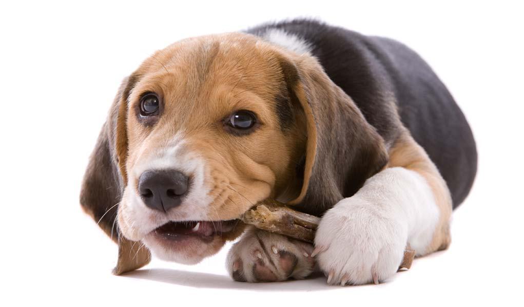Dog Carion We Care Your Dog