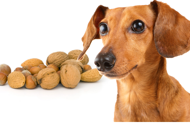 can dogs eat nuts