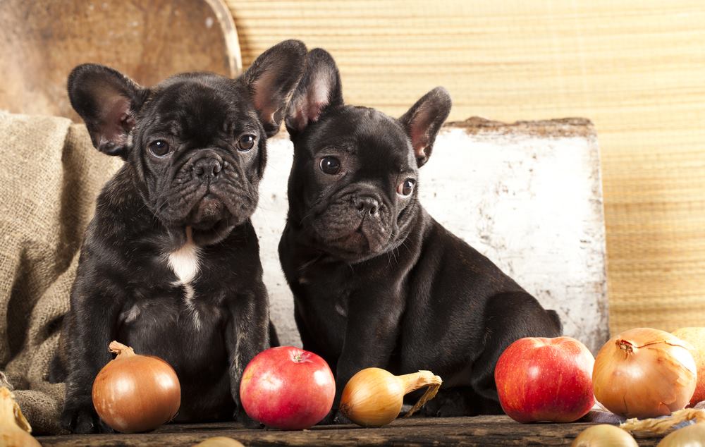 are fried onions bad for dogs