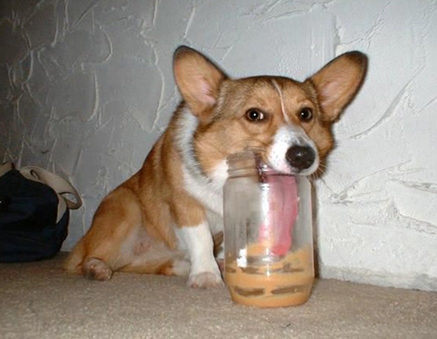How Much Peanut Butter Can Dogs Eat