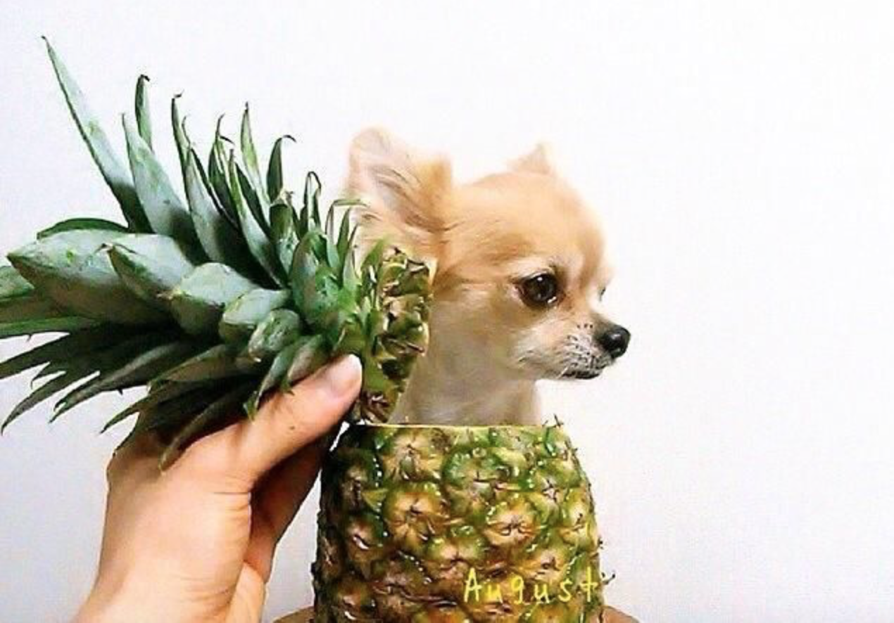 Can Dogs Eat Pineapple? Fresh, Frozen Or Canned? - Dog Carion