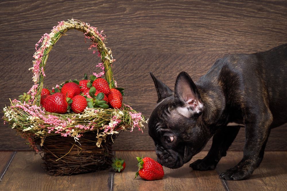 can dog have strawberry