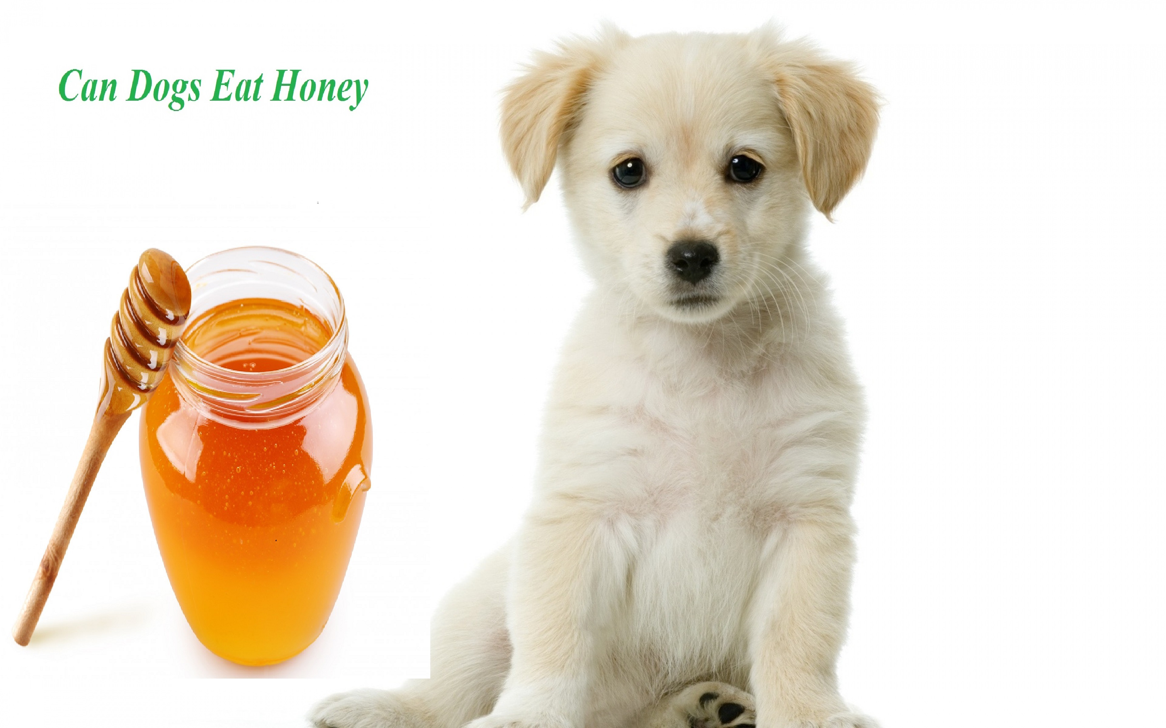 can dogs eat honey