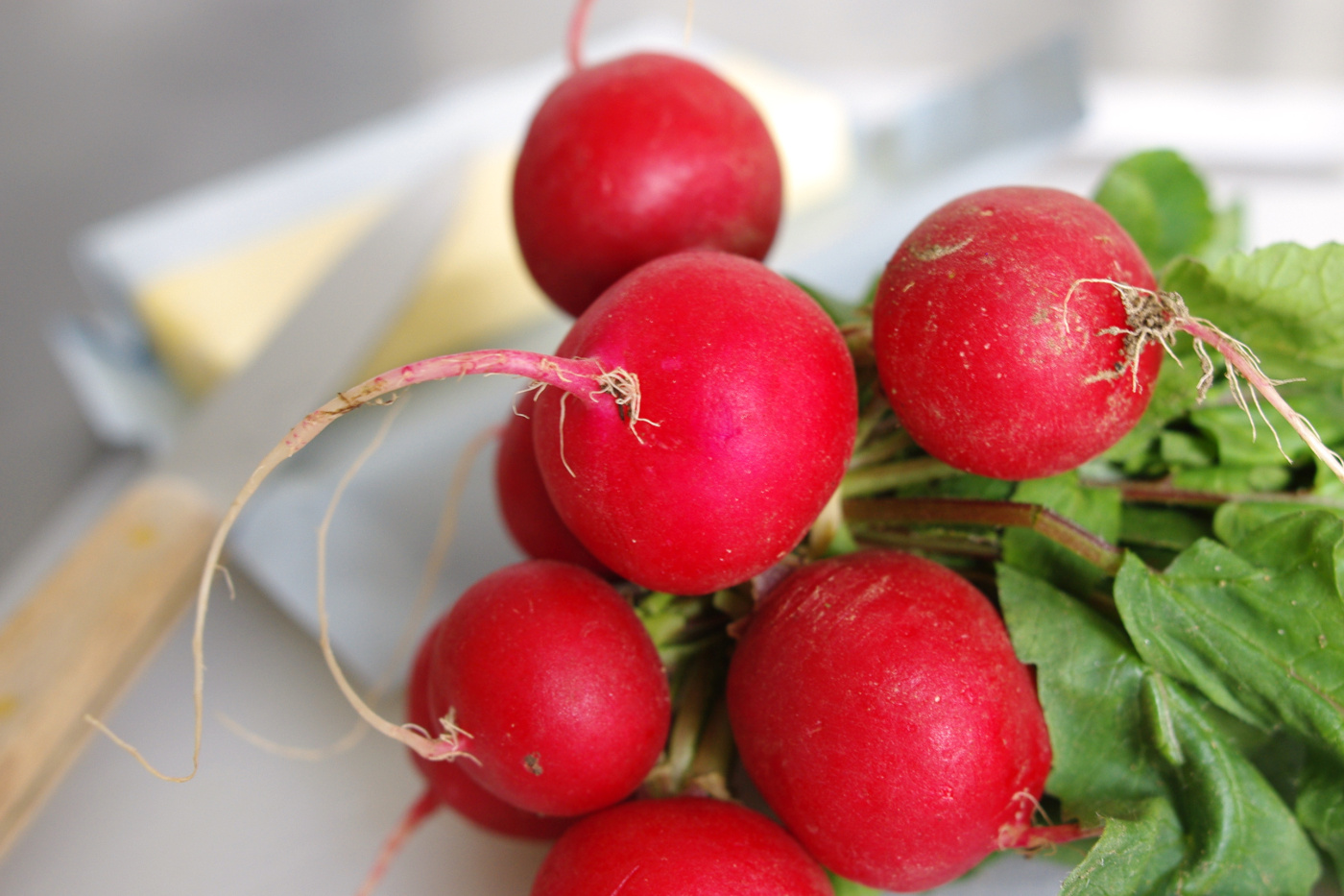 Can Dogs Eat Raw Radishes