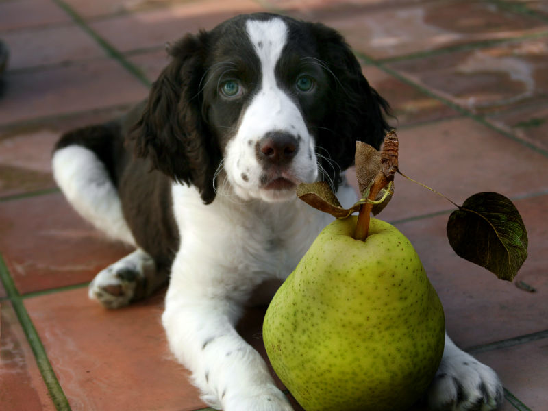 can dogs eat pears