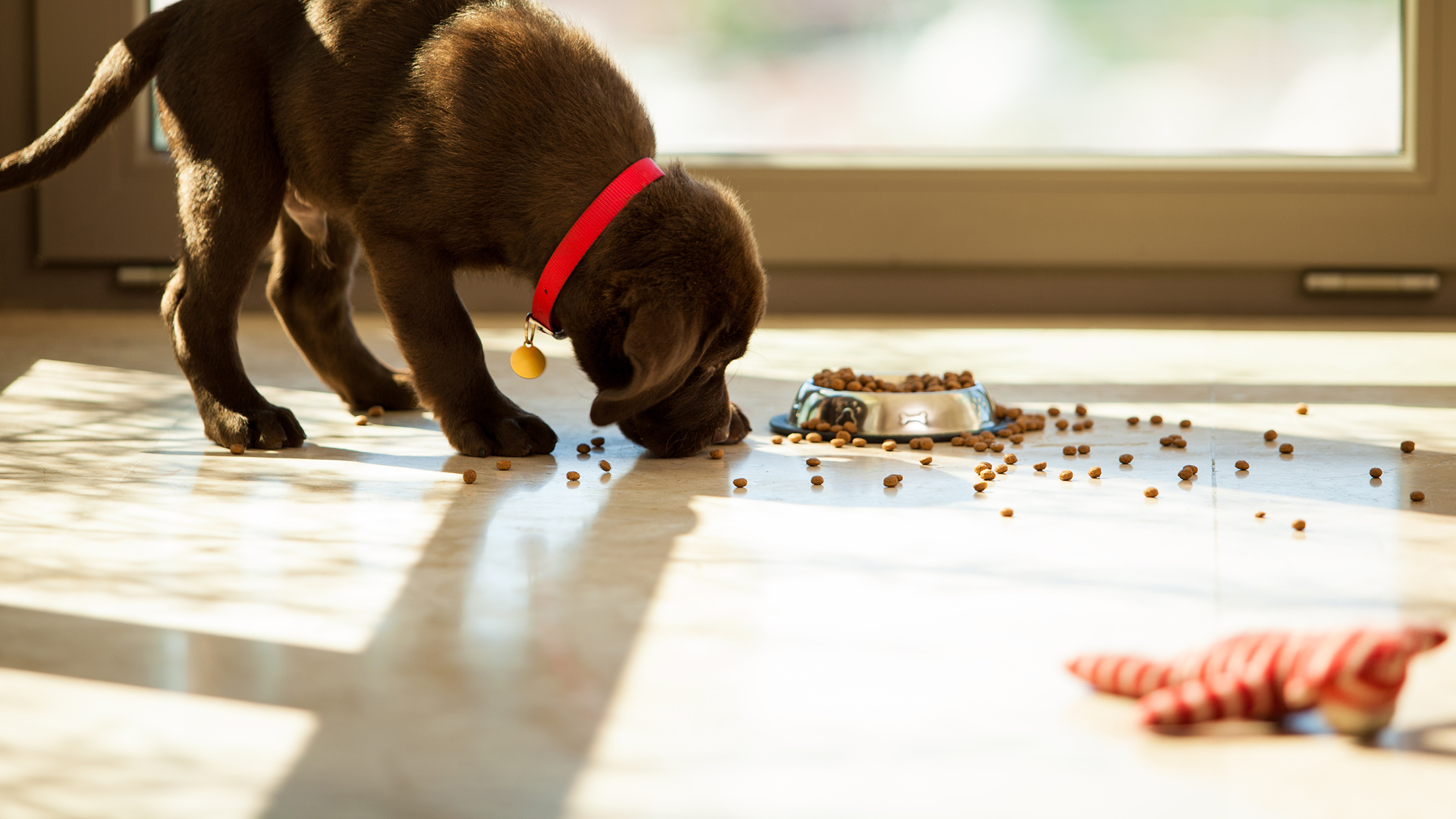 can dogs eat quinoa