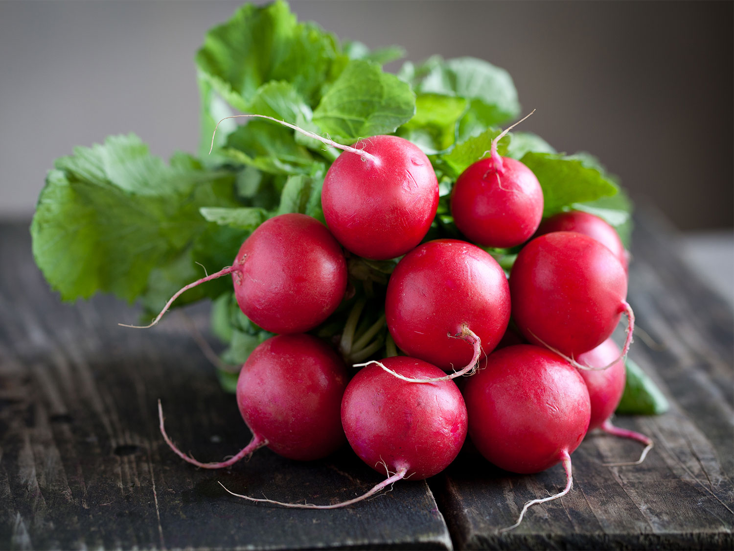 can dogs eat radishes