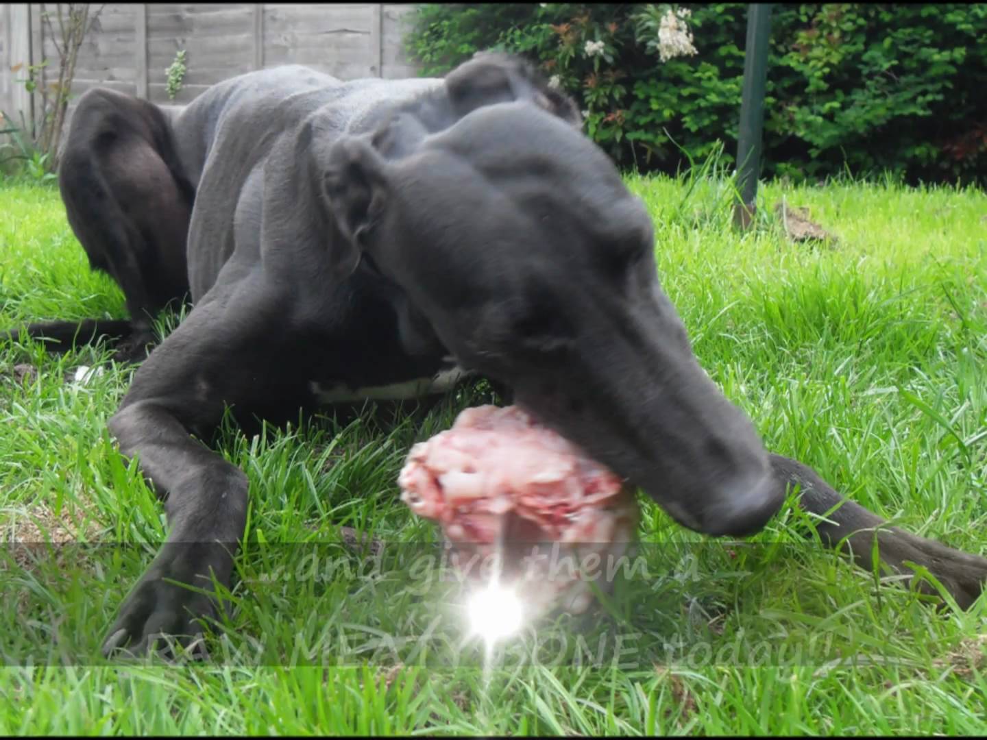 Dogs eating shop raw chicken bones