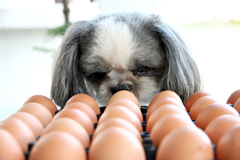 can dogs eat raw eggs