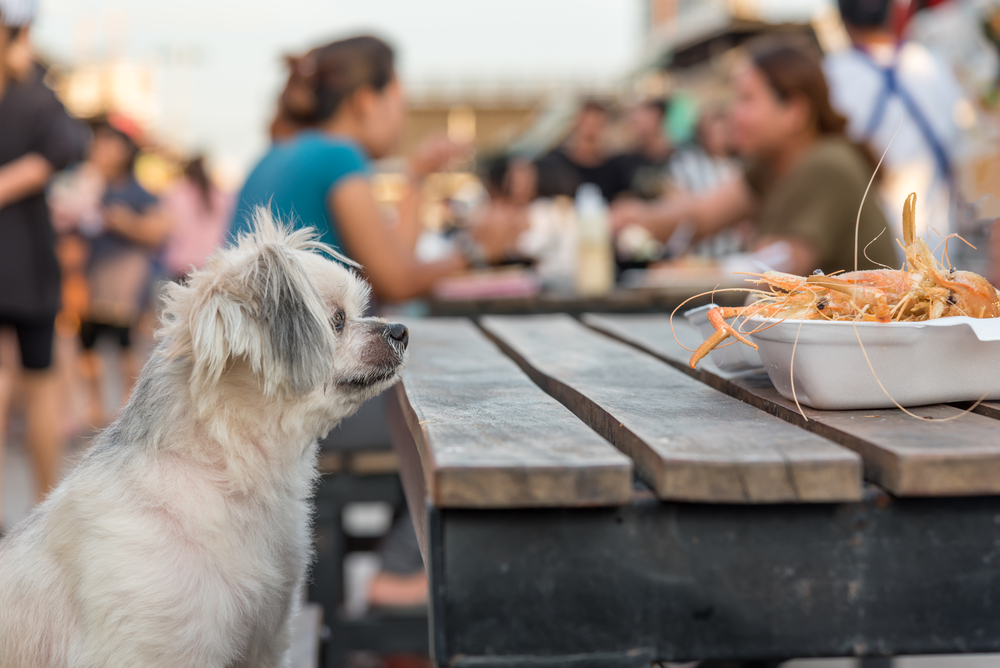 can dogs eat shrimp