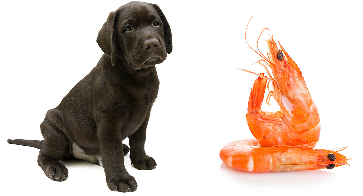 Can Dogs Eat Unpeeled Shrimp?