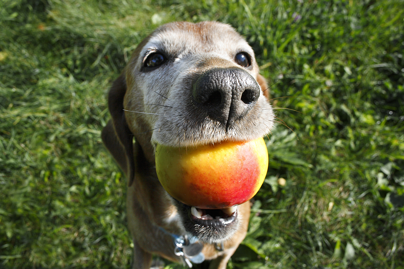 can dogs eat peaches