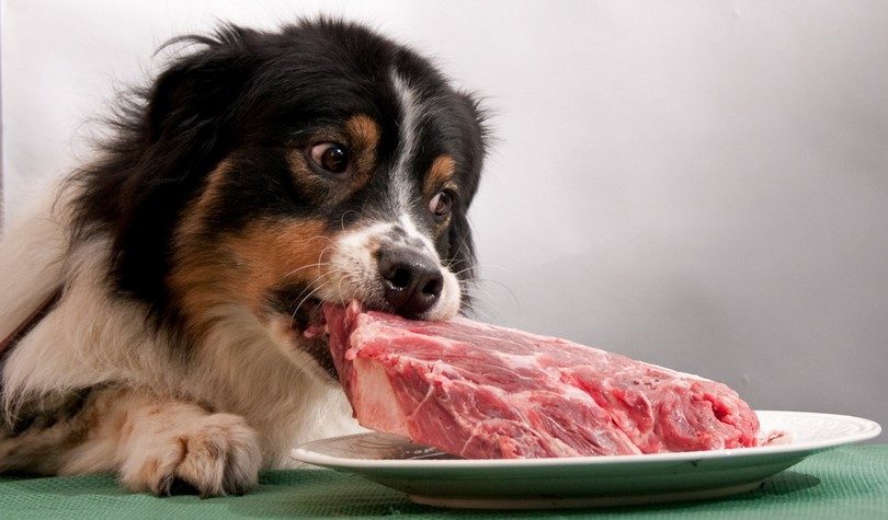 dog ate raw meat