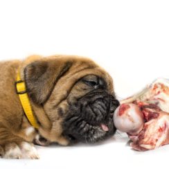 can dogs eat raw meat