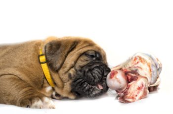 Can Dogs Eat Nuts Safely Can Dogs Eat Nuts Safely