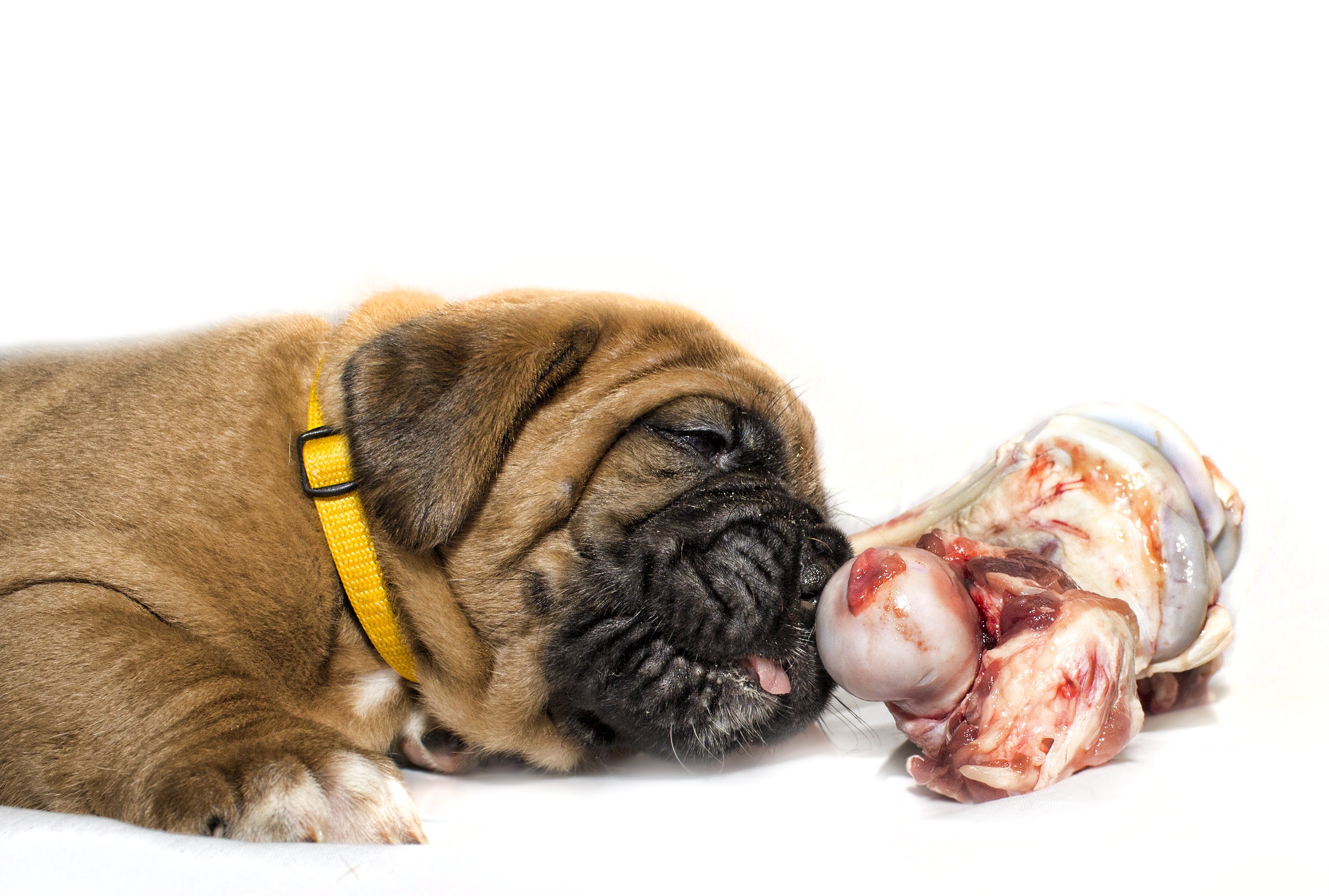 dogs can eat raw meat