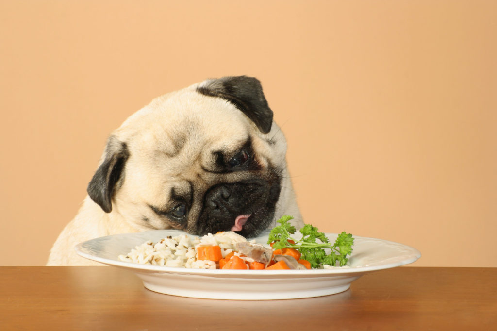 is boiled rice good for dogs
