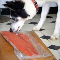 can dogs eat salmon