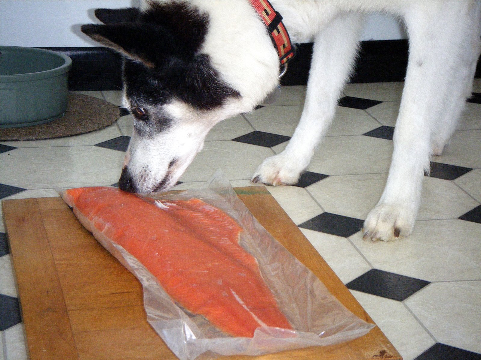 can dogs eat salmon