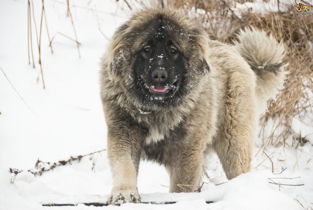 russian bear dogs