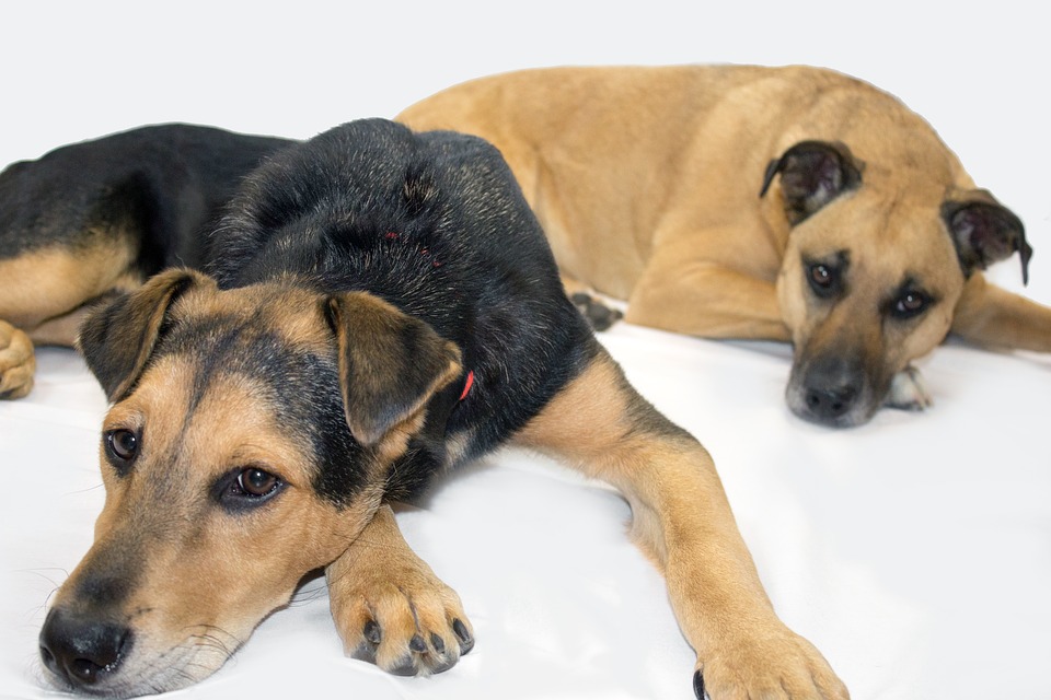 Black Mouth Cur Grooming