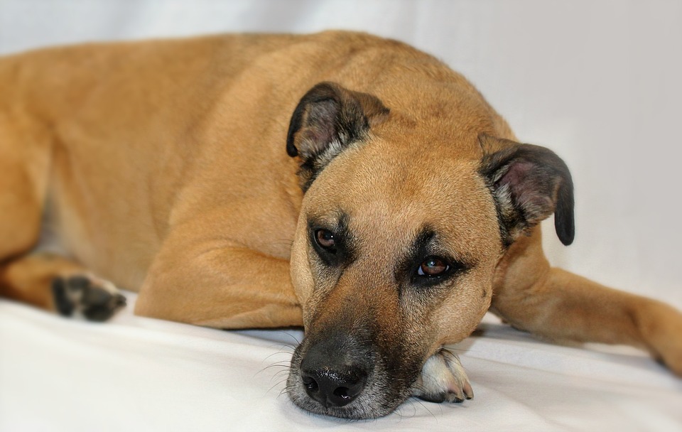 black mouth cur shedding