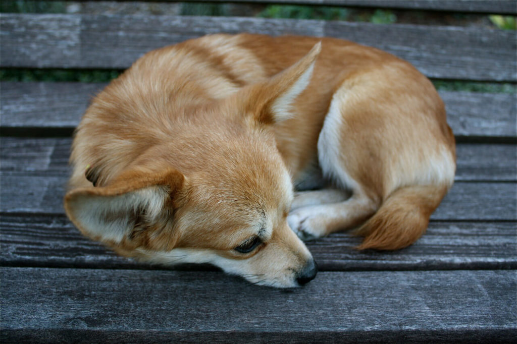 Corgi Husky Mix Lifespan