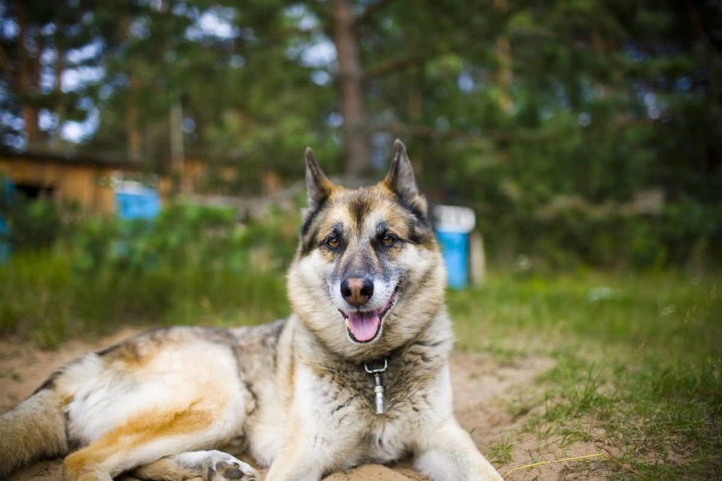 German Shepherd Husky Mix Colors