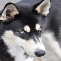 Husky German Shepherd Mix