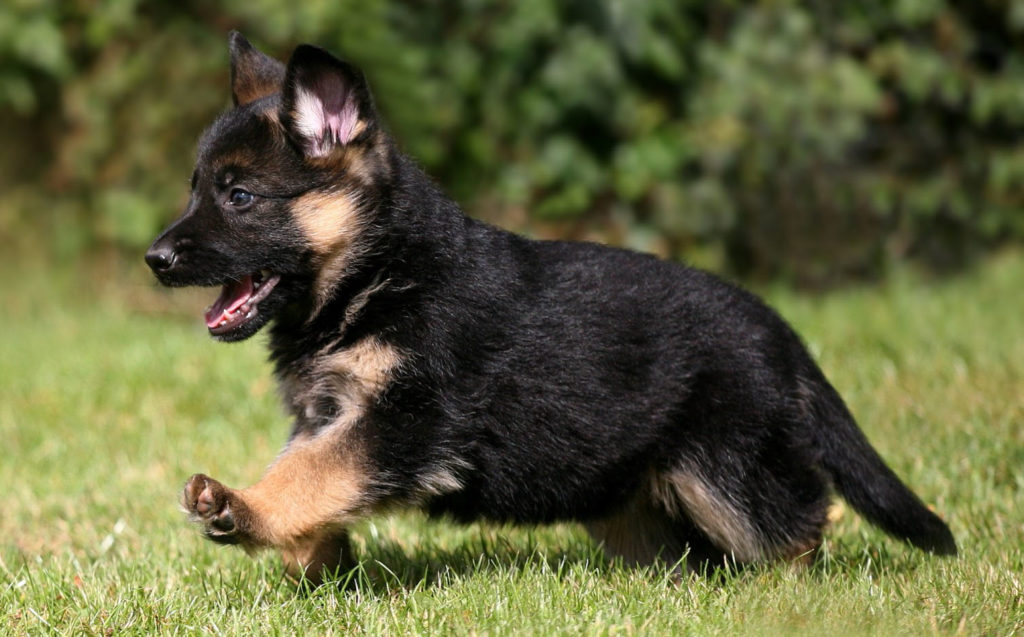 Husky German Shepherd Mix Health