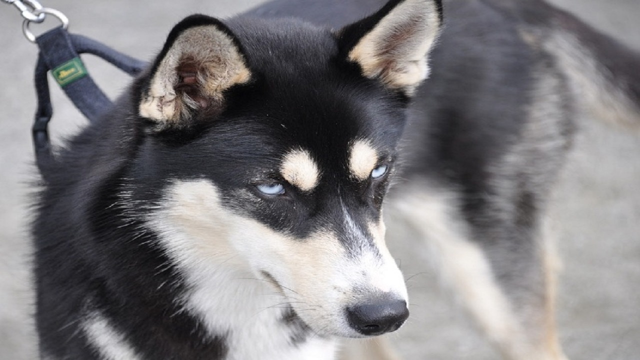 Recklessly: Black German Shepherd Mixed With Husky