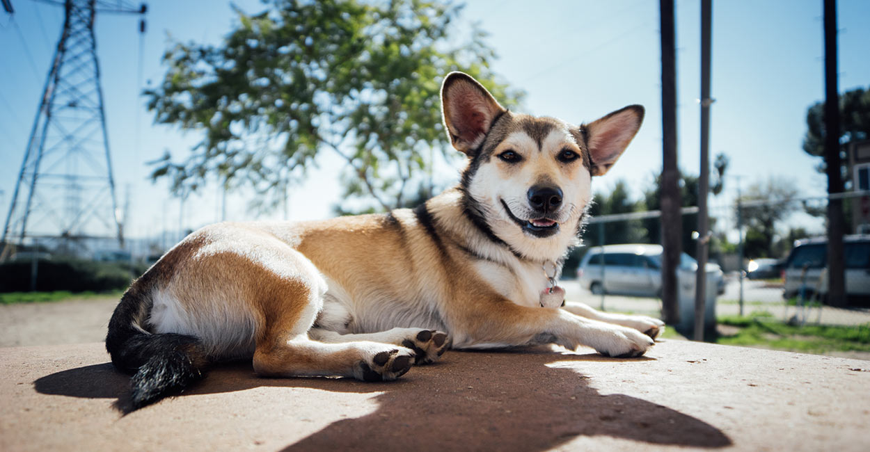 corgi husky mix