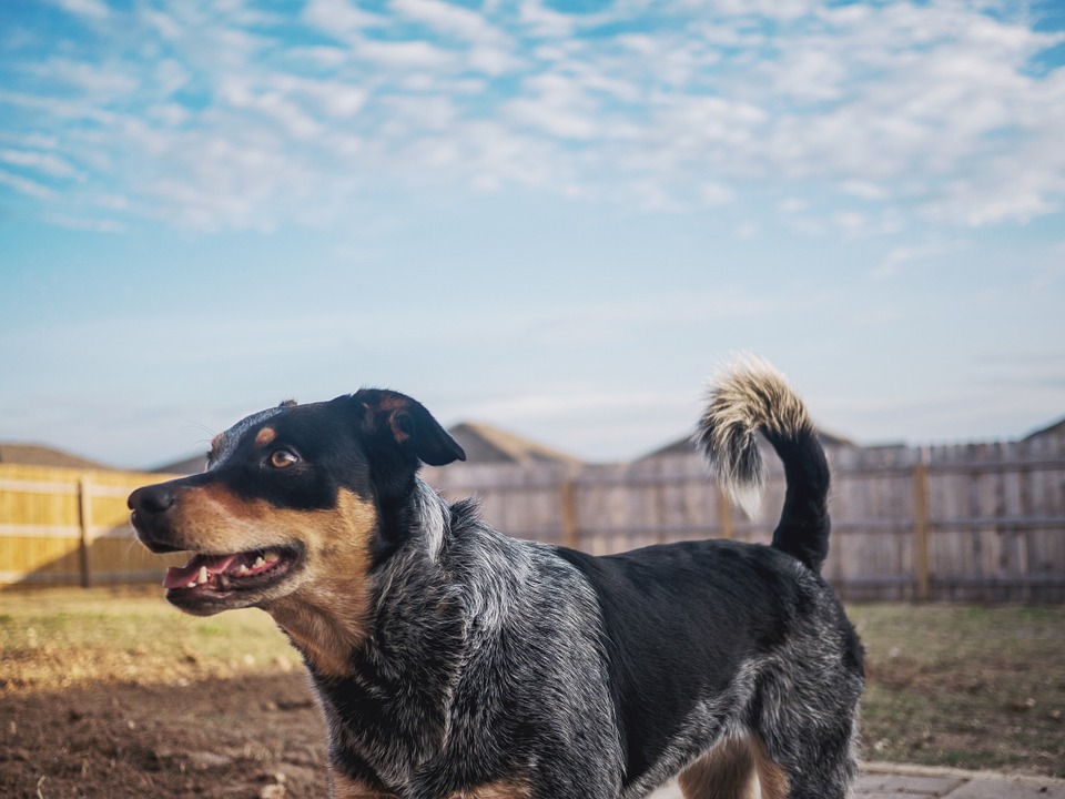 Blue Heeler size