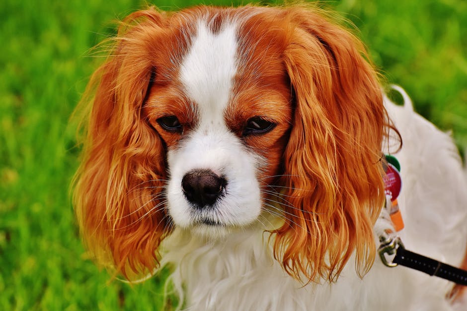 Cocker Spaniel Puppies Life Span