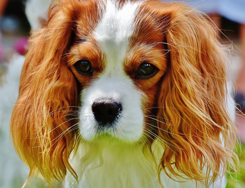 Cocker spaniel puppies