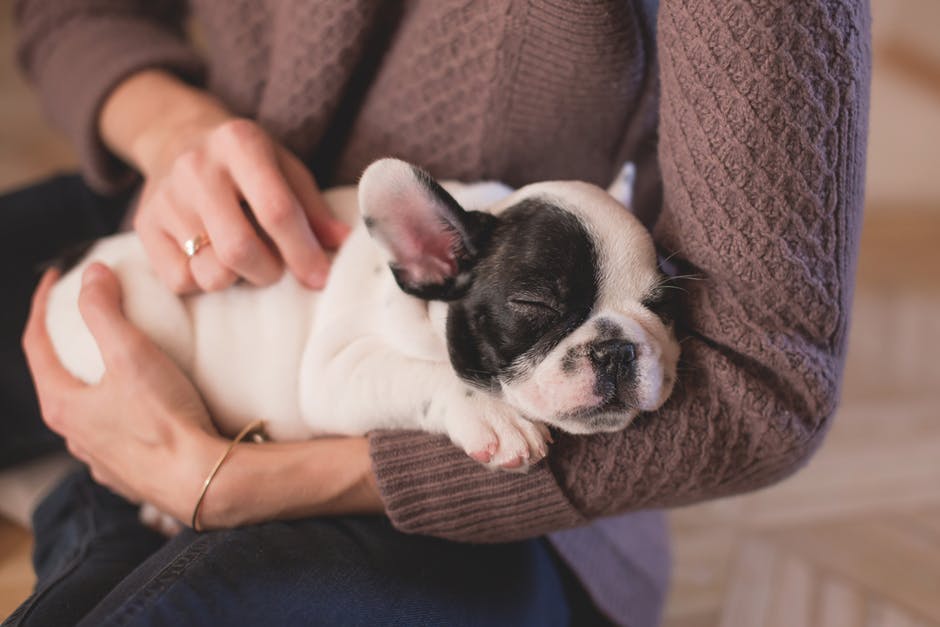 English Bulldog Puppies Feeding