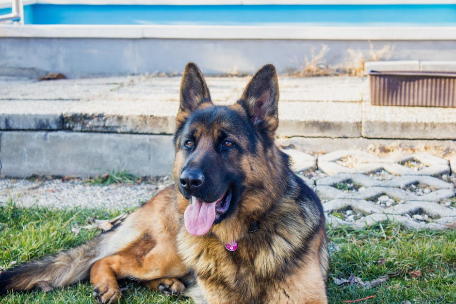 German Shepherd Lab Mix- Guide To An Intelligent & Loyal Companion For You