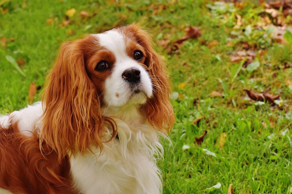 Personality Of A Cocker Spaniel