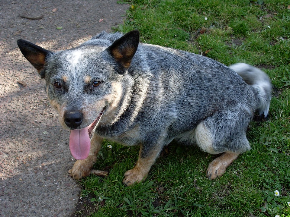 How long do blue heelers live for